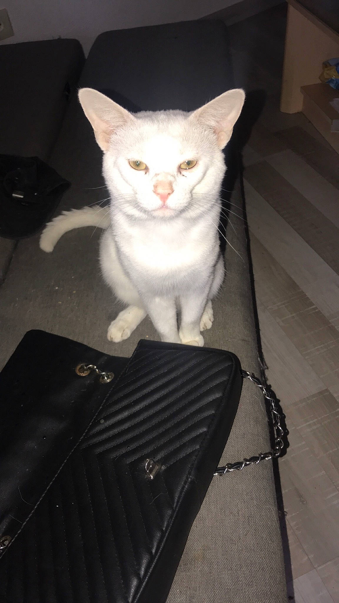 Ice participe au concours pour gagner de l'argent avec cette photo : carnivore, cat, claw, domestic_short_haired_cat, door, fawn, felidae, flooring, foot, fur, grey, metal, paw, sitting, small_to_medium_sized_cats, snout, tail, whiskers