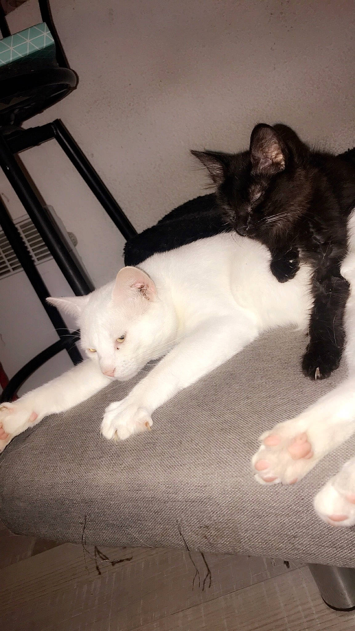 Ice participe au concours pour gagner de l'argent avec cette photo : bed, canidae, carnivore, cat, comfort, domestic_short_haired_cat, eye, fawn, felidae, flooring, foot, fur, paw, room, small_to_medium_sized_cats, snout, tail, vertebrate, whiskers, wood