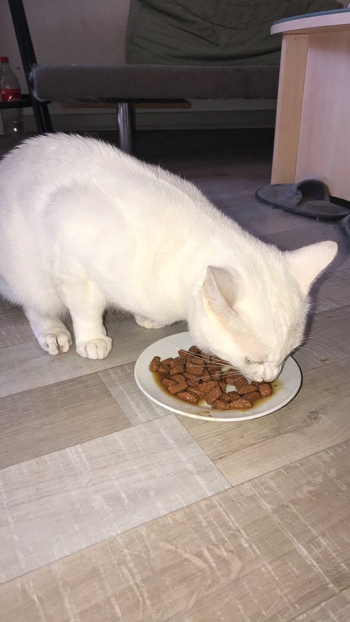 Ice a rejoint le concours — aidez-le/la à gagner de superbes lots ! animal_feed, carnivore, cat, cat_supply, comfort_food, dish, dog_breed, domestic_short_haired_cat, fawn, felidae, flooring, fur, ingredient, jaw, paw, recipe, small_to_medium_sized_cats, snout, tail, whiskers