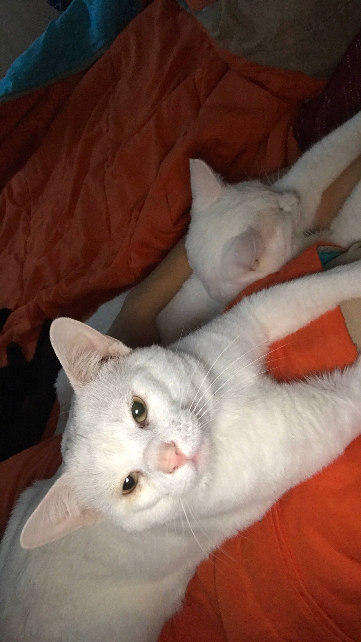 Ice participe au concours pour gagner de l'argent avec cette photo : carnivore, cat, claw, comfort, domestic_short_haired_cat, ear, eye, fawn, felidae, foot, fur, head, nap, paw, small_to_medium_sized_cats, snout, tail, whiskers