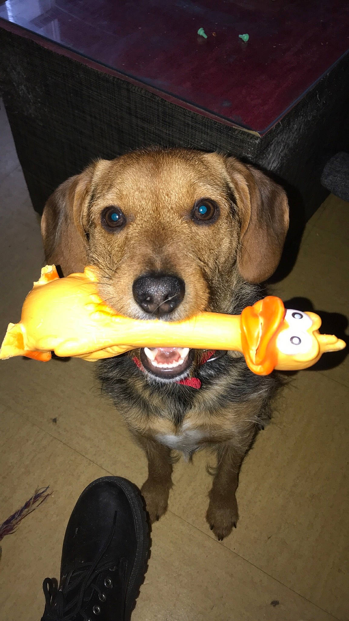 Patou participe au concours pour gagner de l&#x27;argent avec cette photo : canidae, carnivore, collar, companion_dog, dog, dog_breed, dog_clothes, dog_collar, dog_supply, fashion_accessory, fawn, fur, leash, personal_protective_equipment, pet_supply, snout, sporting_group, whiskers, working_animal, working_dog