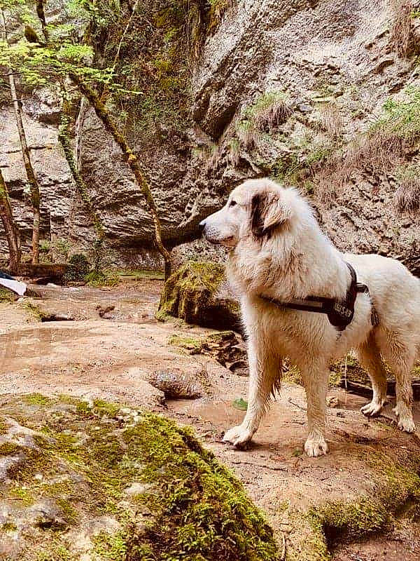 Nayzen a rejoint le concours — aidez-le/la à gagner de superbes lots ! canidae, carnivore, companion_dog, dog, dog_breed, fawn, forest, goats, grass, livestock, plant, rock, snout, sporting_group, terrestrial_animal, terrestrial_plant, tree, wood, woodland, working_animal