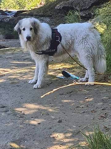 Nayzen participe au concours pour gagner de l'argent avec cette photo : ancient_dog_breeds, canidae, carnivore, companion_dog, dog, dog_breed, fur, grass, plant, snout, soil, sporting_group, tail, terrestrial_animal, tree, working_animal, working_dog