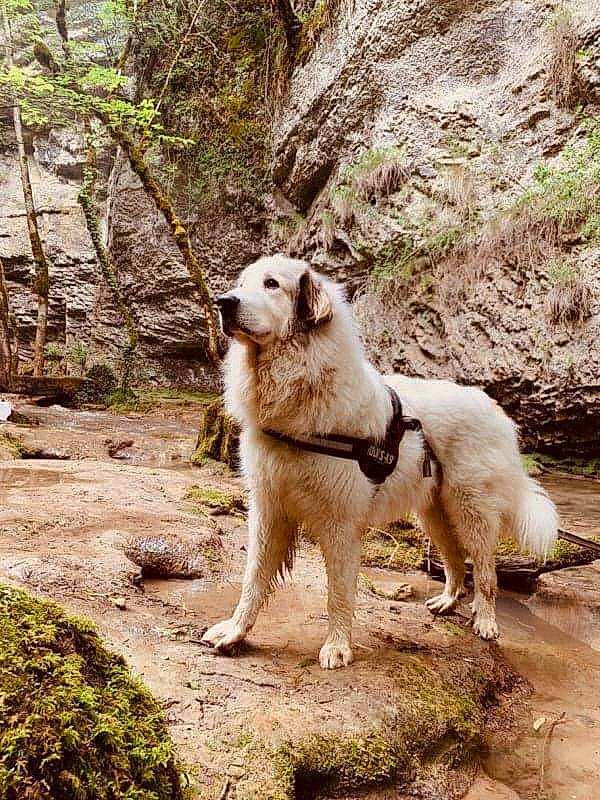 Nayzen participe au concours pour gagner de l'argent avec cette photo : adventure, canidae, carnivore, companion_dog, dog, dog_breed, fawn, forest, jungle, plant, rock, snout, soil, sporting_group, tail, terrestrial_animal, tree, woodland, working_animal, working_dog