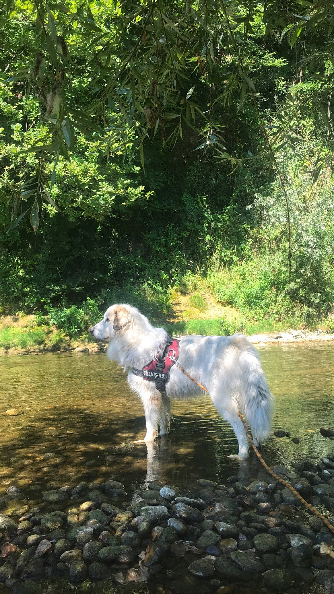 Nayzen participe au concours pour gagner de l'argent avec cette photo : adventure, canidae, carnivore, companion_dog, dog, dog_breed, fawn, forest, grass, gun_dog, lake, plant, sporting_group, stream, tail, tree, water, watercourse, woodland, working_animal