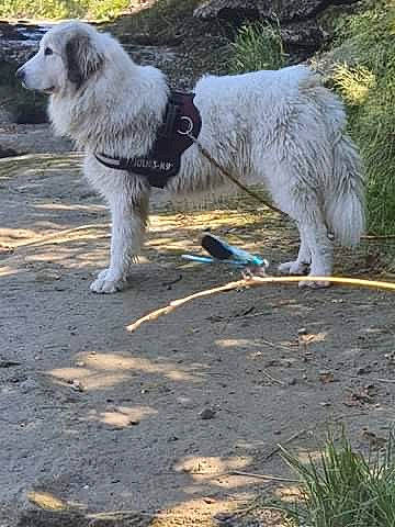 Nayzen participe au concours pour gagner de l'argent avec cette photo : canidae, carnivore, companion_dog, dog, dog_breed, dog_collar, fur, grass, plant, snout, soil, sporting_group, tail, terrestrial_animal, terrier, wildlife, working_animal, working_dog