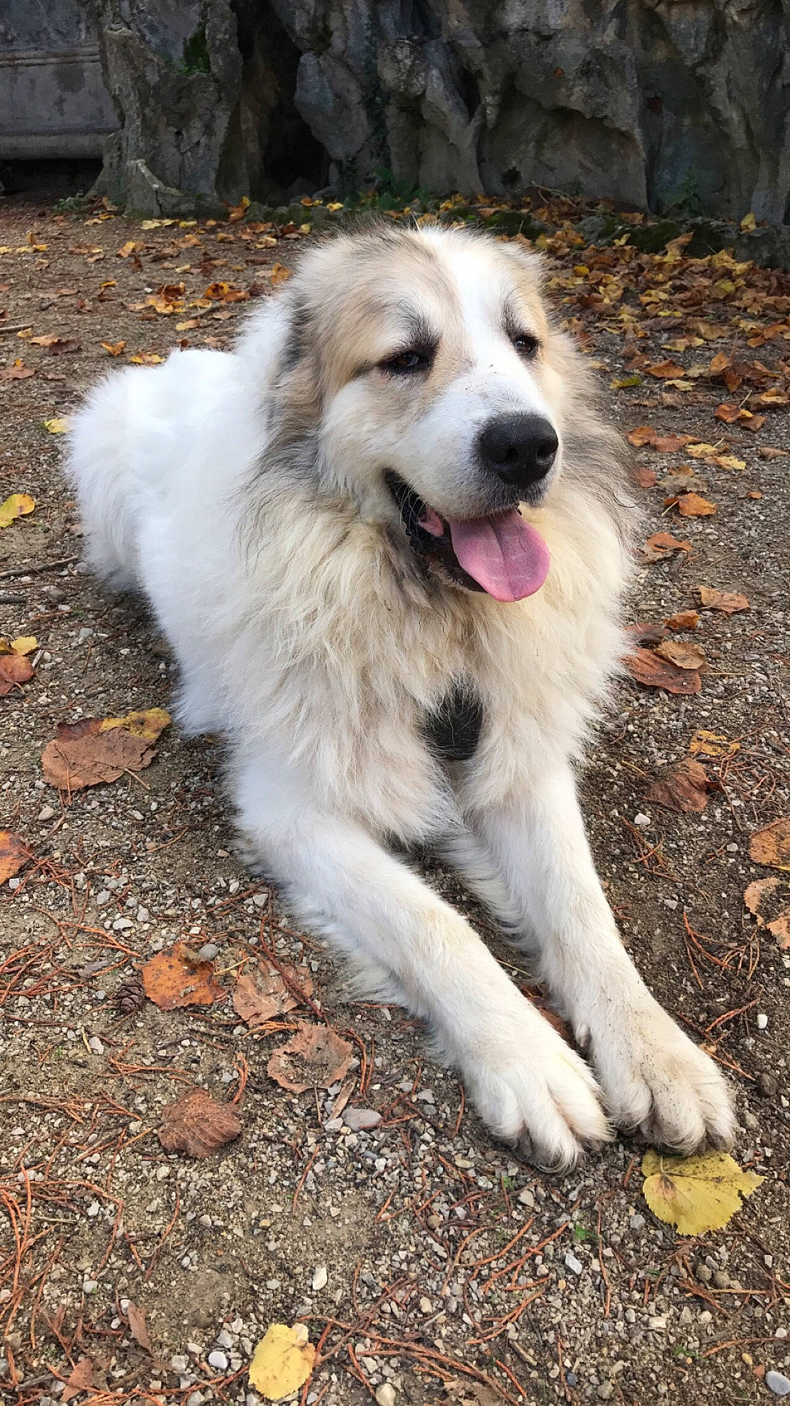Natsu a rejoint le concours — aidez-le/la à gagner de superbes lots ! biting, canidae, carnivore, companion_dog, dog, dog_breed, fang, fur, grass, great_pyrenees, jaw, plant, road_surface, snout, soil, sporting_group, terrestrial_animal, whiskers, wildlife, working_dog