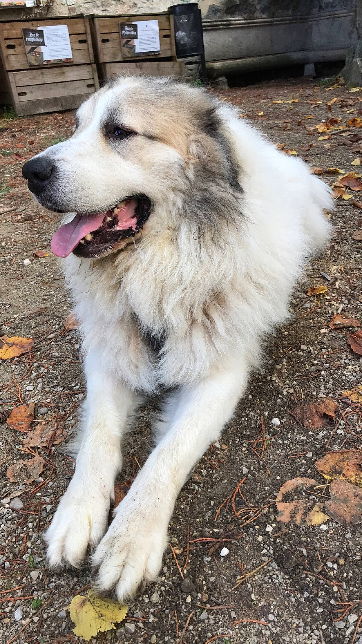 Natsu a rejoint le concours — aidez-le/la à gagner de superbes lots ! ancient_dog_breeds, ball, canidae, carnivore, companion_dog, dog, dog_breed, fang, fur, newfoundland, plant, road_surface, soil, sporting_group, tail, working_dog