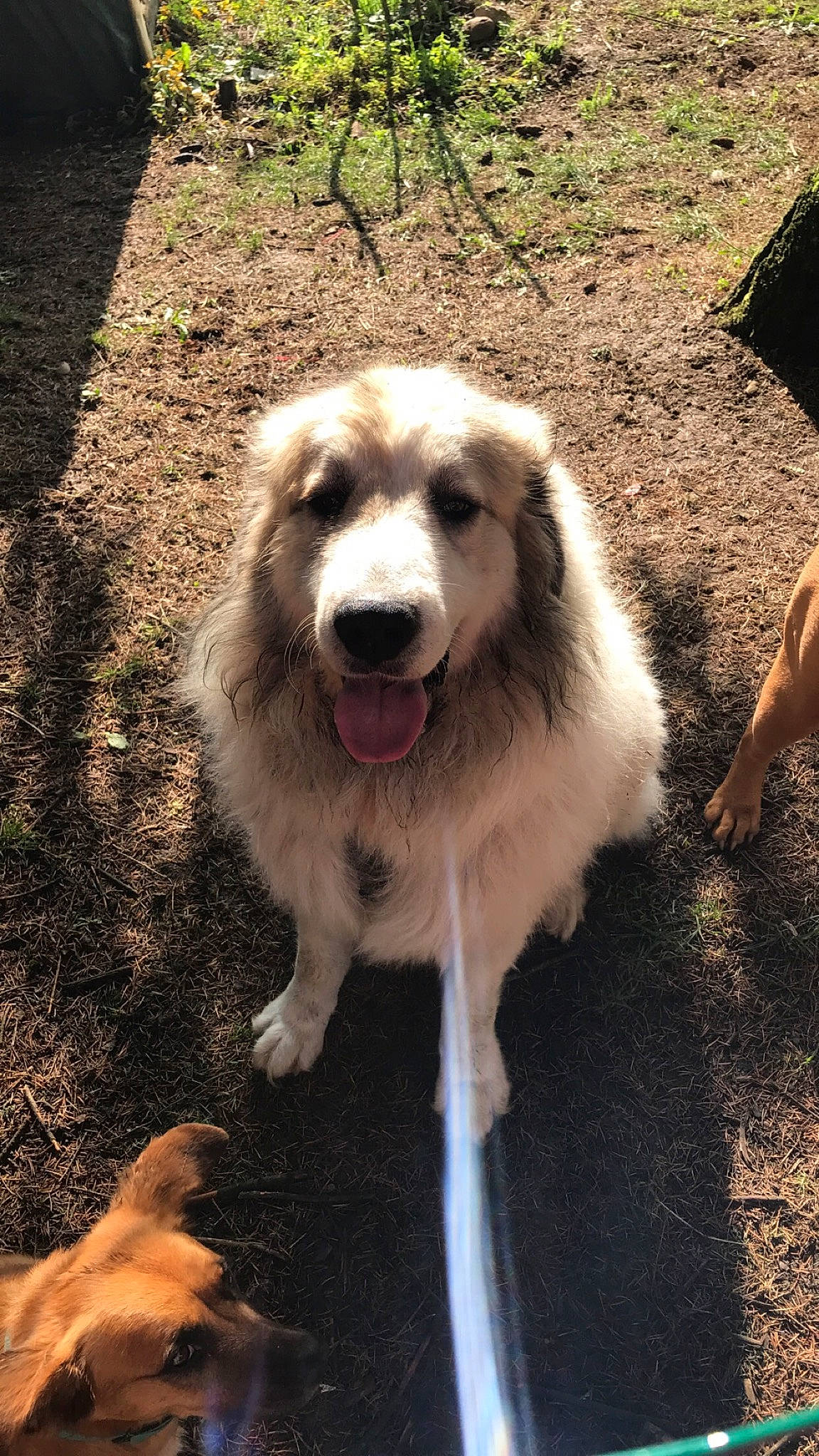 Natsu a rejoint le concours — aidez-le/la à gagner de superbes lots ! canidae, carnivore, companion_dog, dog, dog_breed, fang, fawn, fur, grass, jaw, miniature_australian_shepherd, plant, smile, snout, soil, sporting_group, terrestrial_animal, whiskers, wildlife, working_dog