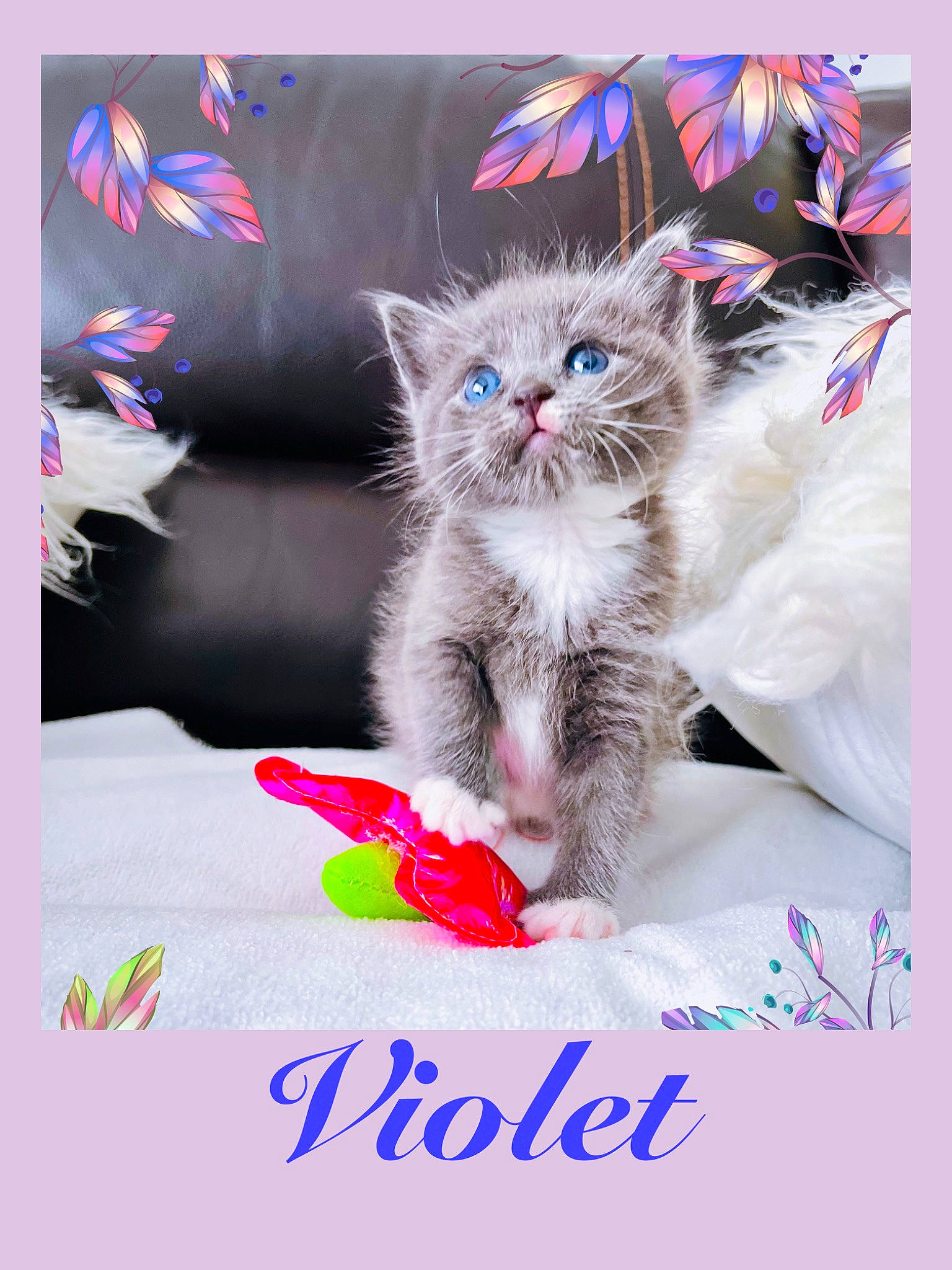 Violet joined the competition — help win amazing prizes! carnivore, cat, event, felidae, font, fur, greeting, holiday, magenta, pattern, paw, photo_caption, pink, rectangle, small_to_medium_sized_cats, textile, whiskers