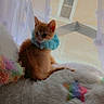Toulouse joined the competition — help win amazing prizes! kitten, cat, orange_cat, collar, blue_collar, window, curtains, white_cushion, colorful_star, soft_texture, indoor, pet, cozy, pom_pom_curtains, looking_away, cute, small_cat, furry, natural_light, home