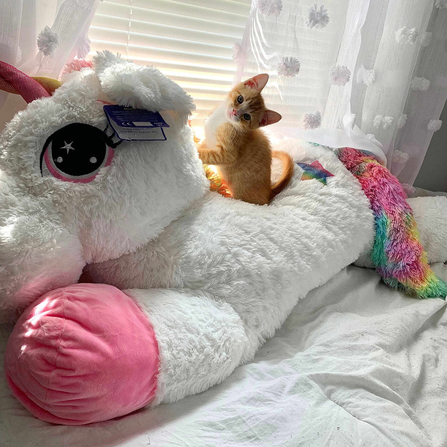 Toulouse is registered to the contest to win money with this photo: kitten, cat, plush_toy, unicorn, bed, curtains, window, sunlight, orange_cat, white_cat, stuffed_animal, rainbow, bedroom, cute, pet, indoor, furry, soft, cozy, toy