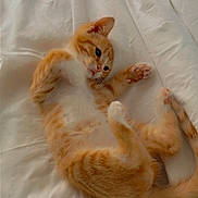 Toulouse joined the competition — help win amazing prizes! kitten, cat, orange_tabby, pet, animal, feline, bed, white_bed_sheet, lying_down, playful, cute, soft, fur, paws, relaxed, indoors, domestic_cat, resting, sleepy, young_cat
