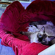 Frankie joined the competition — help win amazing prizes! cat, siamese, kitten, newborn, basket, blanket, red, fur, pet, animal, cozy, indoor, floor, wooden_floor, mother_cat, resting, cute, looking_up, domestic_cat, family