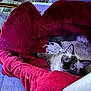 cat, siamese, kitten, newborn, basket, blanket, red, fur, pet, animal, cozy, indoor, floor, wooden_floor, mother_cat, resting, cute, looking_up, domestic_cat, family
