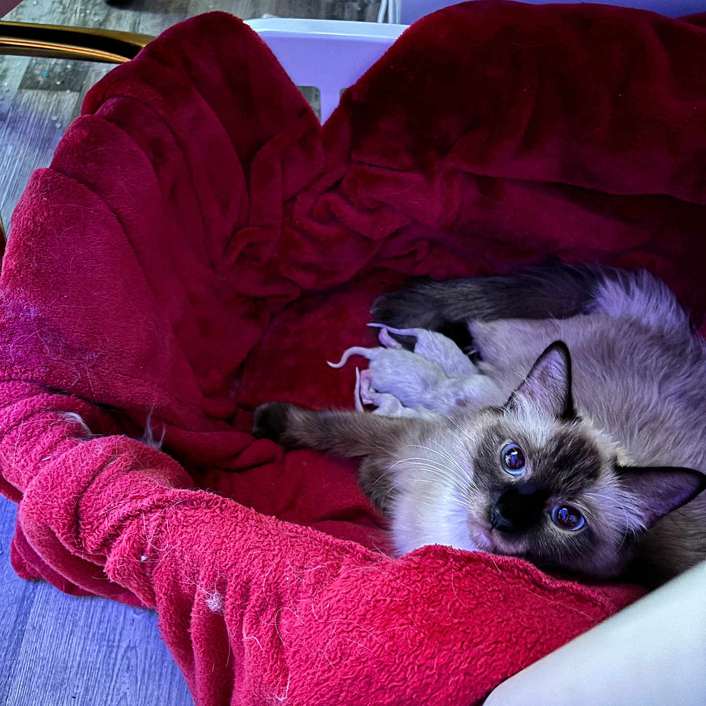 Frankie joined the competition — help win amazing prizes! animal, basket, blanket, cat, cozy, cute, domestic_cat, family, floor, fur, indoor, kitten, looking_up, mother_cat, newborn, pet, red, resting, siamese, wooden_floor