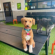 Woody joined the competition — help win amazing prizes! dog, curly_hair, blue_collar, red_tag, black_table, indoor, artificial_grass, black_chairs, window, scruffy_dog, tongue_out, pet, animal, playful, furry, seated, standing, collar, cute, friendly