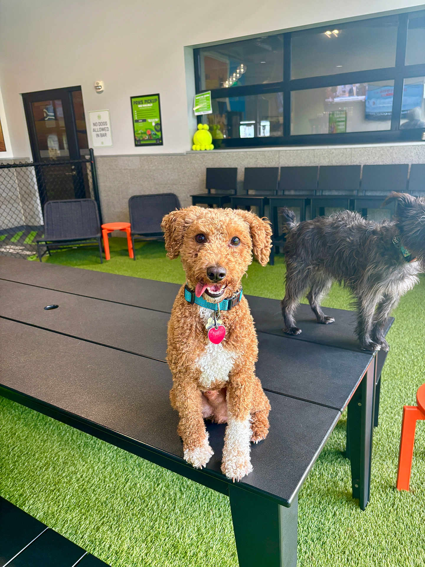 Woody joined the competition — help win amazing prizes! dog, curly_hair, blue_collar, red_tag, black_table, indoor, artificial_grass, black_chairs, window, scruffy_dog, tongue_out, pet, animal, playful, furry, seated, standing, collar, cute, friendly