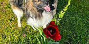 Moki is registered to the contest to win money with this photo: animal, canine, closeup, dog, flower, fur, garden, grass, greenery, happy, leash, nature, outdoor, pet, plant, shadow, smiling, spring, sunlight, tulip