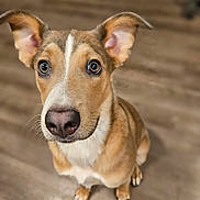 Penny Wise is registered to the contest to win money with this photo: animal, brown, canine, close_up, cute, dog, domestic, ears, eyes, floor, fur, indoor, looking_up, nose, pet, portrait, sitting, whiskers, white, young
