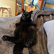 Coco is registered to the contest to win money with this photo: black_cat, cat, pet, animal, indoor, bed, blanket, mirror, reflection, furniture, poster, wall_art, relaxed, lying_down, tail, paw, cozy, room, yellow_eyes, curious