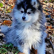 Aaron a rejoint le concours — aidez-le/la à gagner de superbes lots ! puppy, dog, fluffy, fur, outdoor, autumn, leaves, nature, cute, pet, animal, young, sitting, brown, white, black, grass, forest_floor, adorable, canine