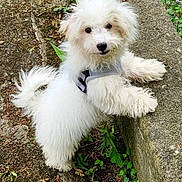 Voyou a rejoint le concours — aidez-le/la à gagner de superbes lots ! animal, concrete, curious, cute, dog, fluffy, fur, greenery, ground, harness, leash, nature, outdoor, paw, pet, plant, playful, small_dog, white, young