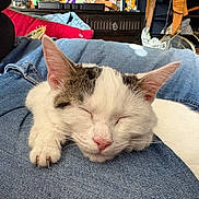 Dog joined the competition — help win amazing prizes! casual, cat, clothing, comfort, cozy, denim, ear, feline, furniture, human, indoor, lap, paw, pet, pink_nose, relaxed, resting, sleeping, sunlight, white_cat