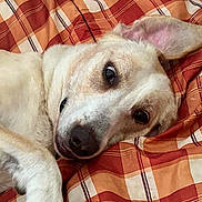 Tinker is registered to the contest to win money with this photo: dog, pet, animal, lying_down, blanket, fur, closeup, ear, nostril, relaxed, indoor, bed, comfort, sleepy, canine, mammal, cute, resting, expression, portrait