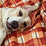 Tinker is registered to the contest to win money with this photo: dog, pet, blanket, orange, red, checkered, fur, lying_down, relaxed, cute, animal, canine, indoors, bed, comfort, snout, ear, tongue, closeup, resting