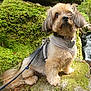 adventure, animal, collar, cute, dog, ears, forest, fur, greenery, harness, leash, mammal, moss, nature, outdoor, pet, rock, stream, tail, waterfall