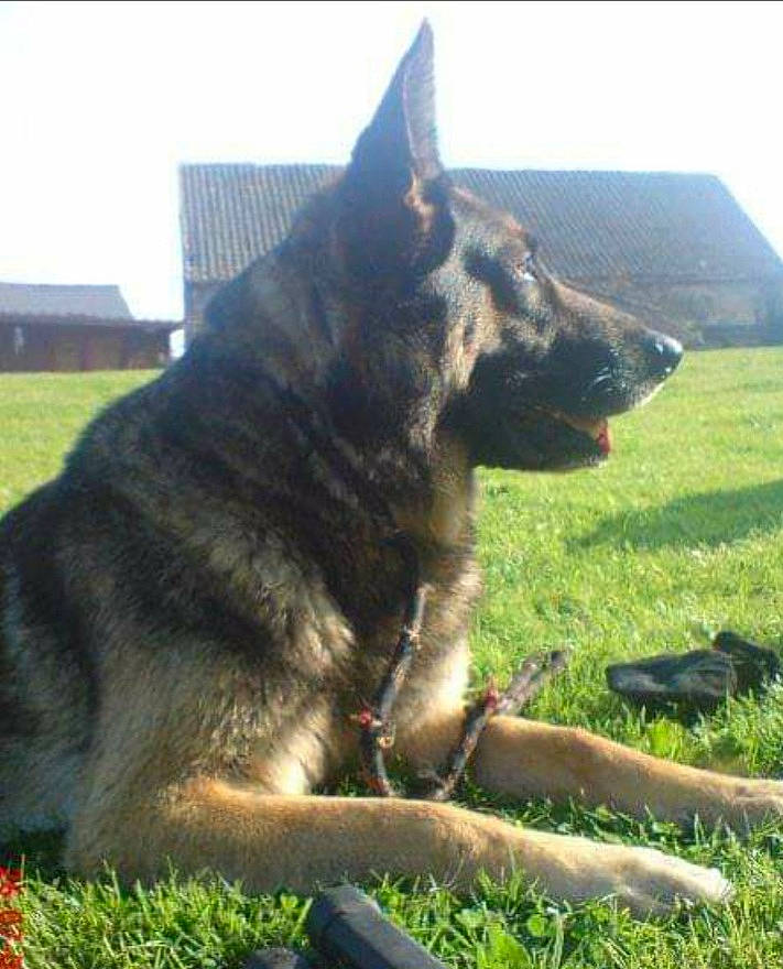 Cody is registered to the contest to win money with this photo: canidae, carnivore, dog, dog_breed, east_european_shepherd, german_shepherd_dog, grass, grassland, guard_dog, herding_dog, king_shepherd, old_german_shepherd_dog, plant, sky, snout, sporting_group, working_animal, working_dog