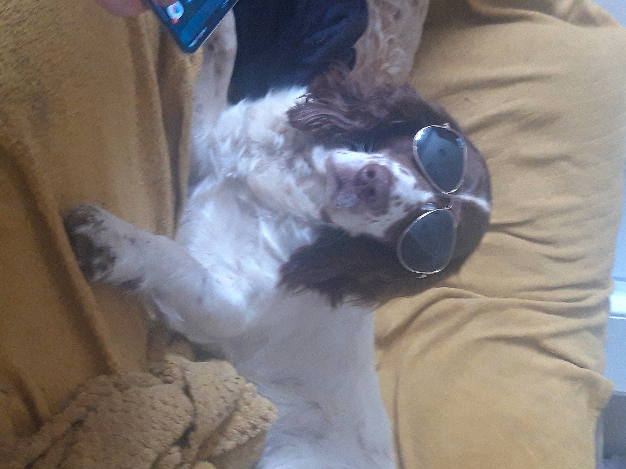 Ozzy is registered to the contest to win money with this photo: canidae, carnivore, collar, comfort, companion_dog, dog, dog_breed, dog_collar, ear, eyewear, fawn, fur, non_sporting_group, paw, sporting_group, toy_dog, vision_care, whiskers, working_animal