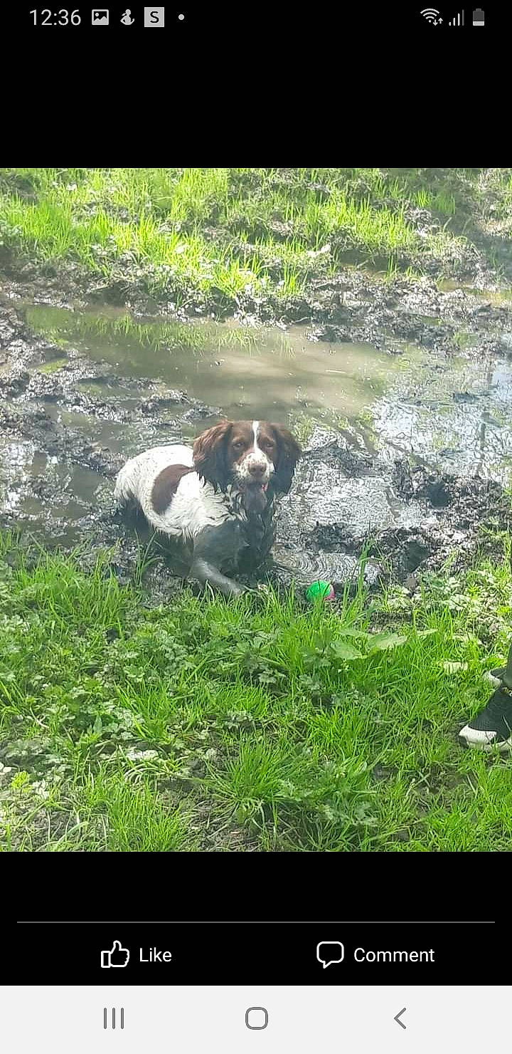 Ozzy is registered to the contest to win money with this photo: canidae, carnivore, companion_dog, dog, dog_breed, fluvial_landforms_of_streams, grass, grassland, groundcover, gun_dog, landscape, natural_landscape, plant, rock, soil, sporting_group, terrestrial_animal, water, watercourse, working_animal