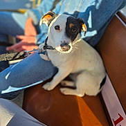 Acker a rejoint le concours — aidez-le/la à gagner de superbes lots ! dog, black_and_white, leash, bench, person, denim, jeans, sunlight, shadow, pet, animal, outdoor, seated, cute, looking_at_camera, ears, nose, fur, companion, casual