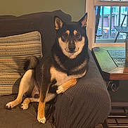 Negan is registered to the contest to win money with this photo: animal, black, brown, companion, couch, cozy, dog, furniture, home, indoor, living_room, pet, pillow, relaxed, shiba_inu, smiling, table, tan, window, wood_floor