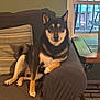 animal, black, brown, companion, couch, cozy, dog, furniture, home, indoor, living_room, pet, pillow, relaxed, shiba_inu, smiling, table, tan, window, wood_floor
