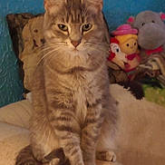 Stormy is registered to the contest to win money with this photo: cat, tabby, pet, feline, animal, indoor, plush_toys, blue_wall, cozy, sitting, fur, whiskers, ears, tail, home, comfort, cute, domestic, portrait, resting