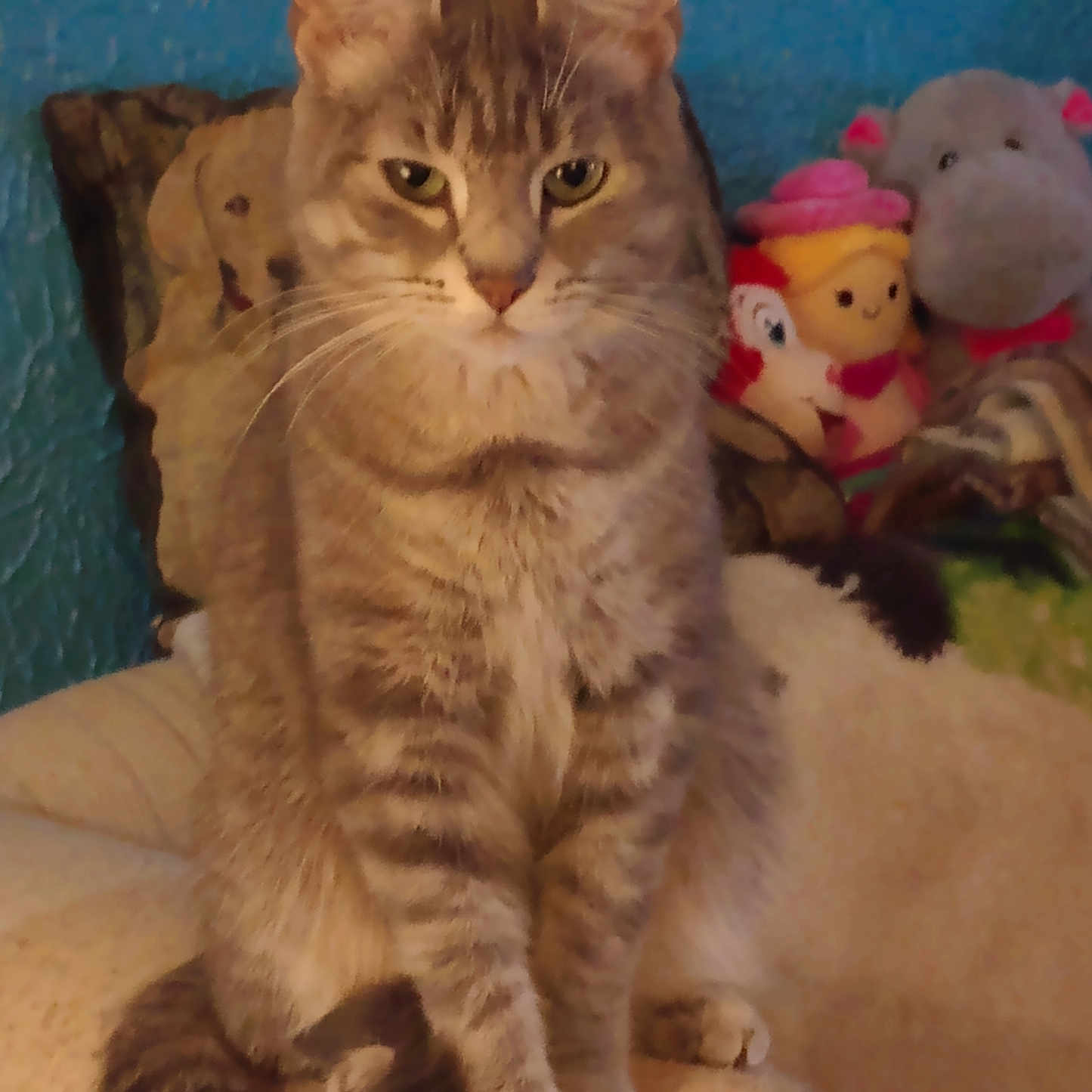 Stormy is registered to the contest to win money with this photo: animal, blue_wall, cat, comfort, cozy, cute, domestic, ears, feline, fur, home, indoor, pet, plush_toys, portrait, resting, sitting, tabby, tail, whiskers