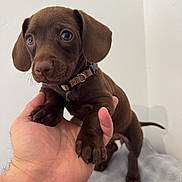 April participe au concours pour gagner de l'argent avec cette photo : adorable, animal, blanket, brown, collar, cute, dog, domestic_animal, friendly, fur, hand, holding, indoor, looking, mammal, paw, pet, puppy, small, young