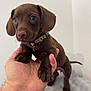 adorable, animal, blanket, brown, collar, cute, dog, domestic_animal, friendly, fur, hand, holding, indoor, looking, mammal, paw, pet, puppy, small, young
