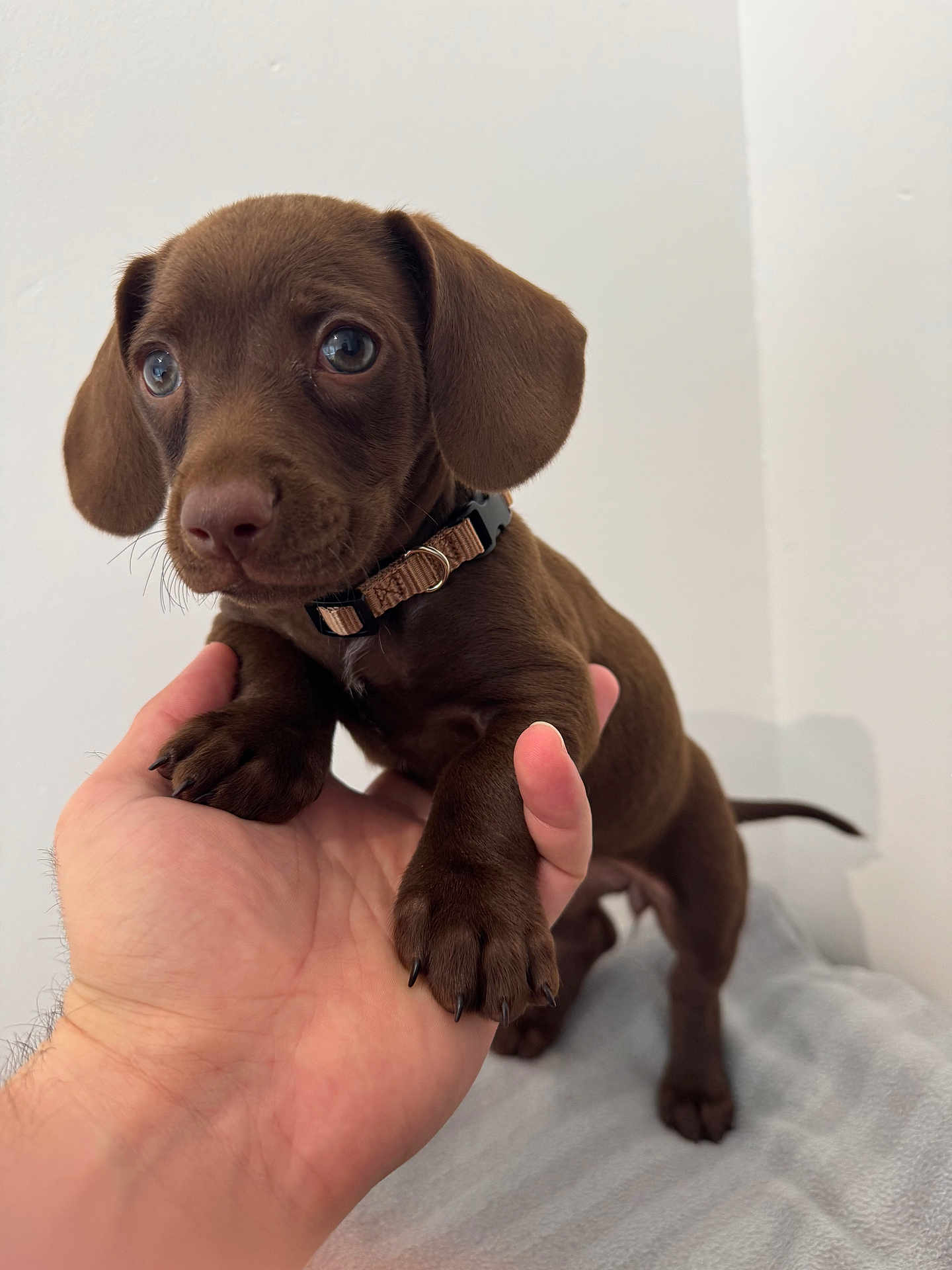 April participe au concours pour gagner de l'argent avec cette photo : adorable, animal, blanket, brown, collar, cute, dog, domestic_animal, friendly, fur, hand, holding, indoor, looking, mammal, paw, pet, puppy, small, young