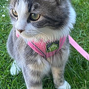 Chaussette participe au concours pour gagner de l'argent avec cette photo : alert, animal, cat, closeup, cute, daylight, ears, fur, grass, gray_cat, greenery, leash, nature, outdoor, pet, pink_harness, walking, whiskers, white_cat, young_cat
