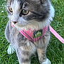 alert, animal, cat, closeup, cute, daylight, ears, fur, grass, gray_cat, greenery, leash, nature, outdoor, pet, pink_harness, walking, whiskers, white_cat, young_cat