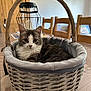 Chaussette participe au concours pour gagner de l'argent avec cette photo : basket, candle_holder, cat, clock, cozy, cute, domestic_cat, eyes, fur, furniture, gray_and_white, home, indoor, pet, relaxed, resting, table, whiskers, wicker, wooden_chair