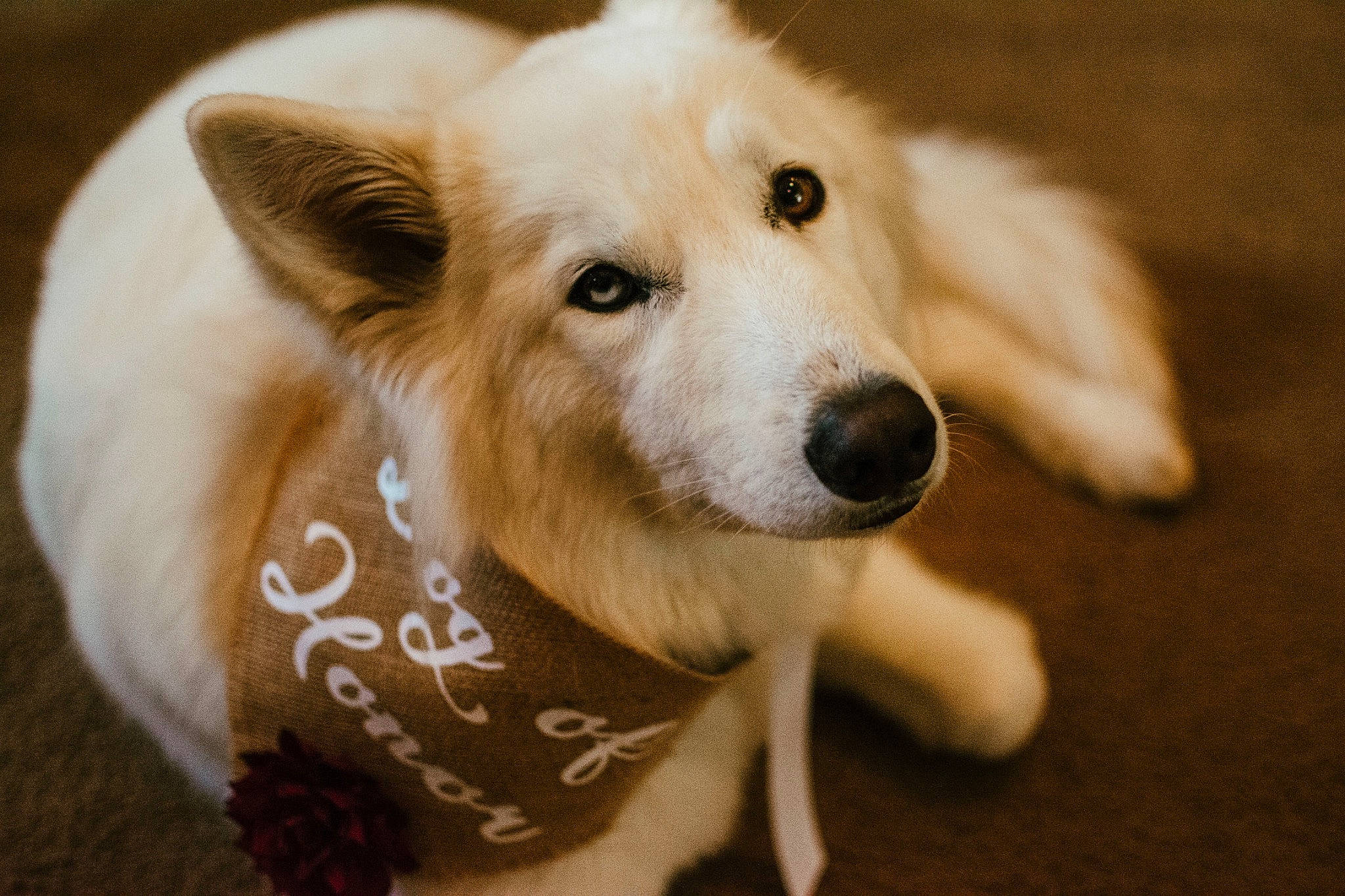 Kali is registered to the contest to win money with this photo: canidae, carnivore, companion_dog, dog, dog_breed, dog_supply, ear, fawn, fur, plant, puppy, snout, spitz, sporting_group, terrestrial_animal, tree, whiskers, wildlife, working_animal, working_dog