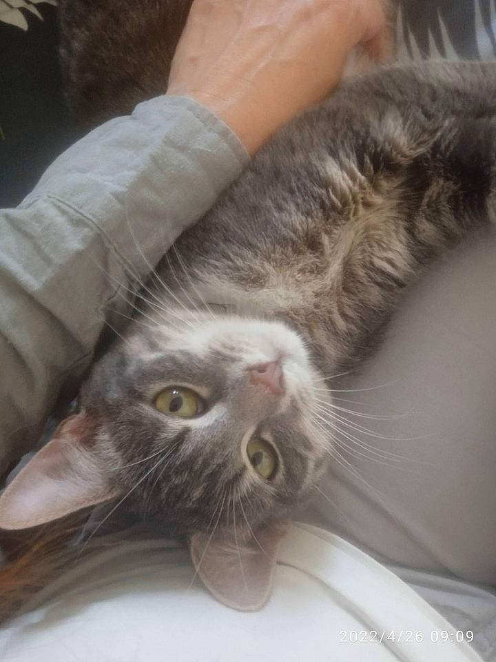 Spirit a rejoint le concours — aidez-le/la à gagner de superbes lots ! carnivore, cat, claw, comfort, domestic_short_haired_cat, ear, eye, felidae, fur, hand, mammal, paw, plant, small_to_medium_sized_cats, snout, tail, vertebrate, whiskers