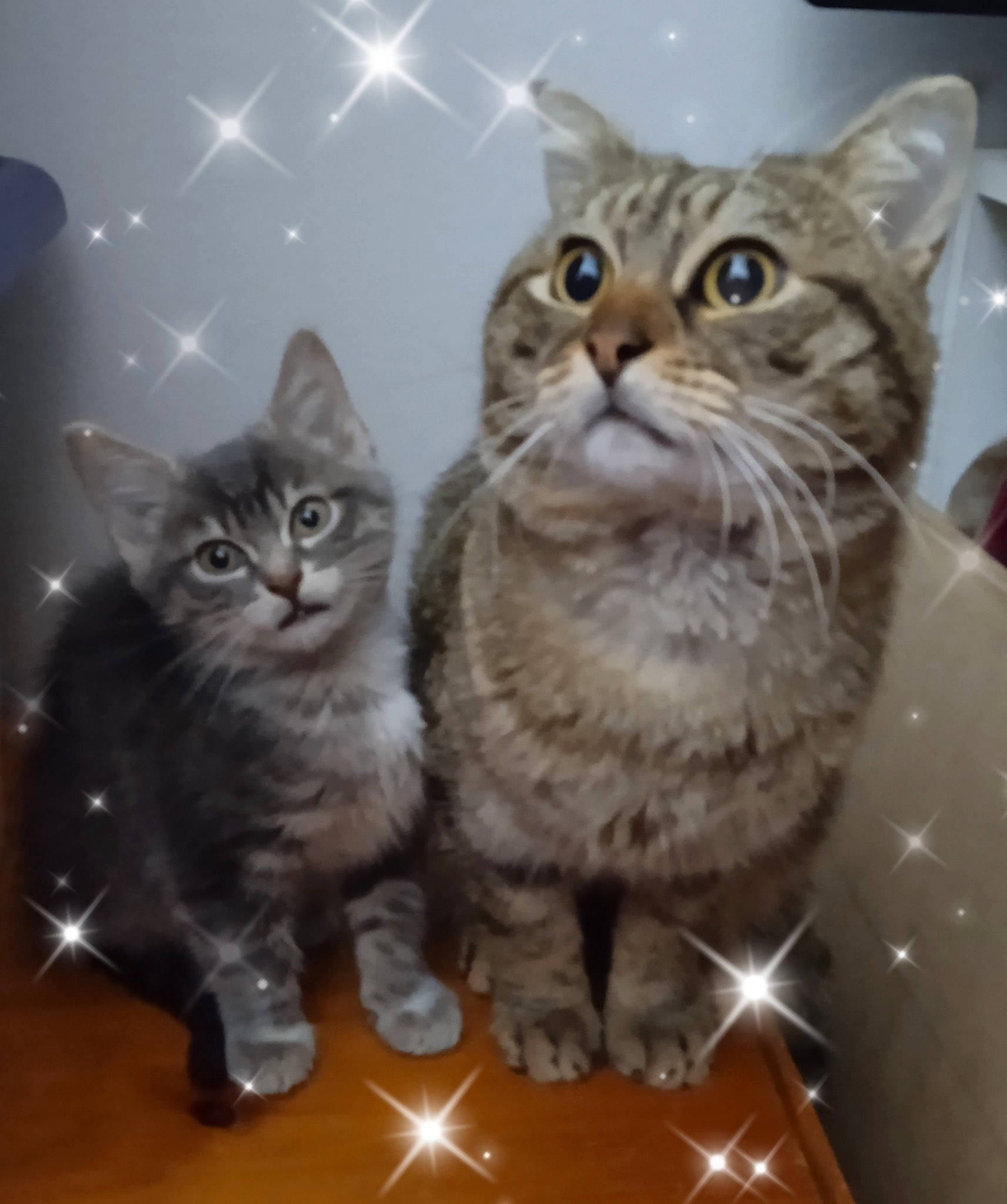 Pilou a rejoint le concours — aidez-le/la à gagner de superbes lots ! carnivore, cat, claw, comfort, domestic_short_haired_cat, felidae, fur, gesture, paw, photo_caption, small_to_medium_sized_cats, snout, whiskers