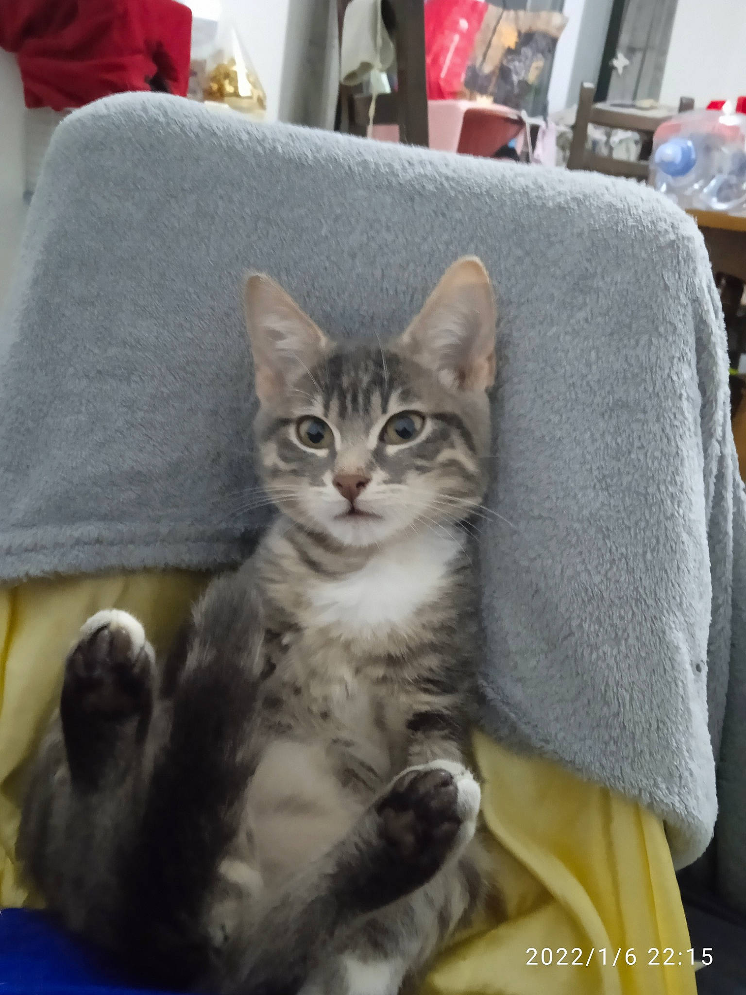 Spirit participe au concours pour gagner de l'argent avec cette photo : carnivore, cat, cat_supply, comfort, couch, domestic_short_haired_cat, door, felidae, fur, grey, linens, paw, photo_caption, sitting, small_to_medium_sized_cats, throw_pillow, whiskers, window