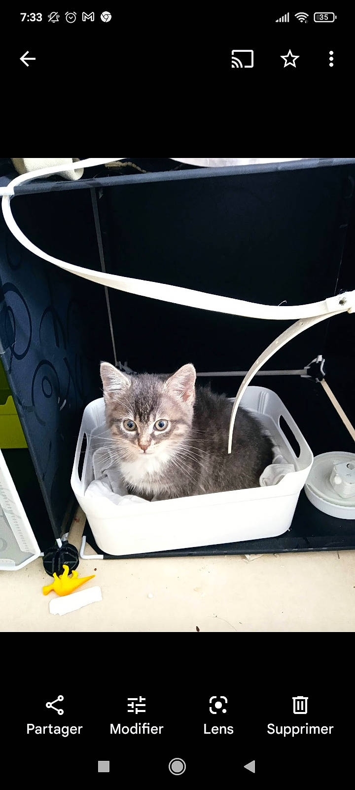 Spirit a rejoint le concours — aidez-le/la à gagner de superbes lots ! bag, basket, box, carnivore, cat, cat_supply, comfort, couch, domestic_short_haired_cat, fashion_accessory, felidae, fur, grey, metal, pet_supply, photo_caption, small_to_medium_sized_cats, snout, tail, whiskers